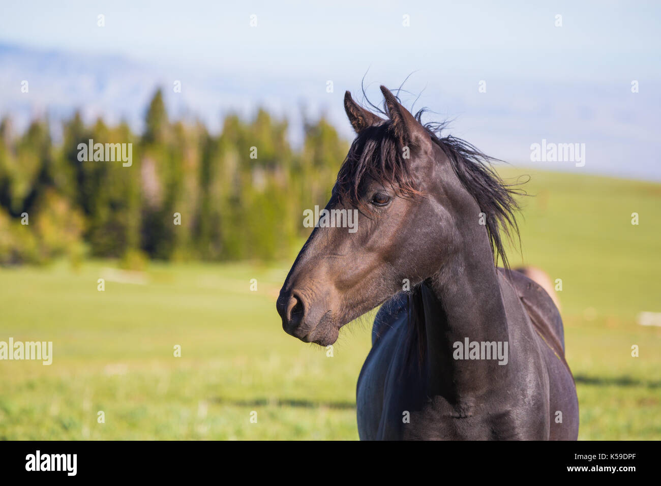 Wild horses range the Pryor Mountains outside Lovell, Wyoming Stock