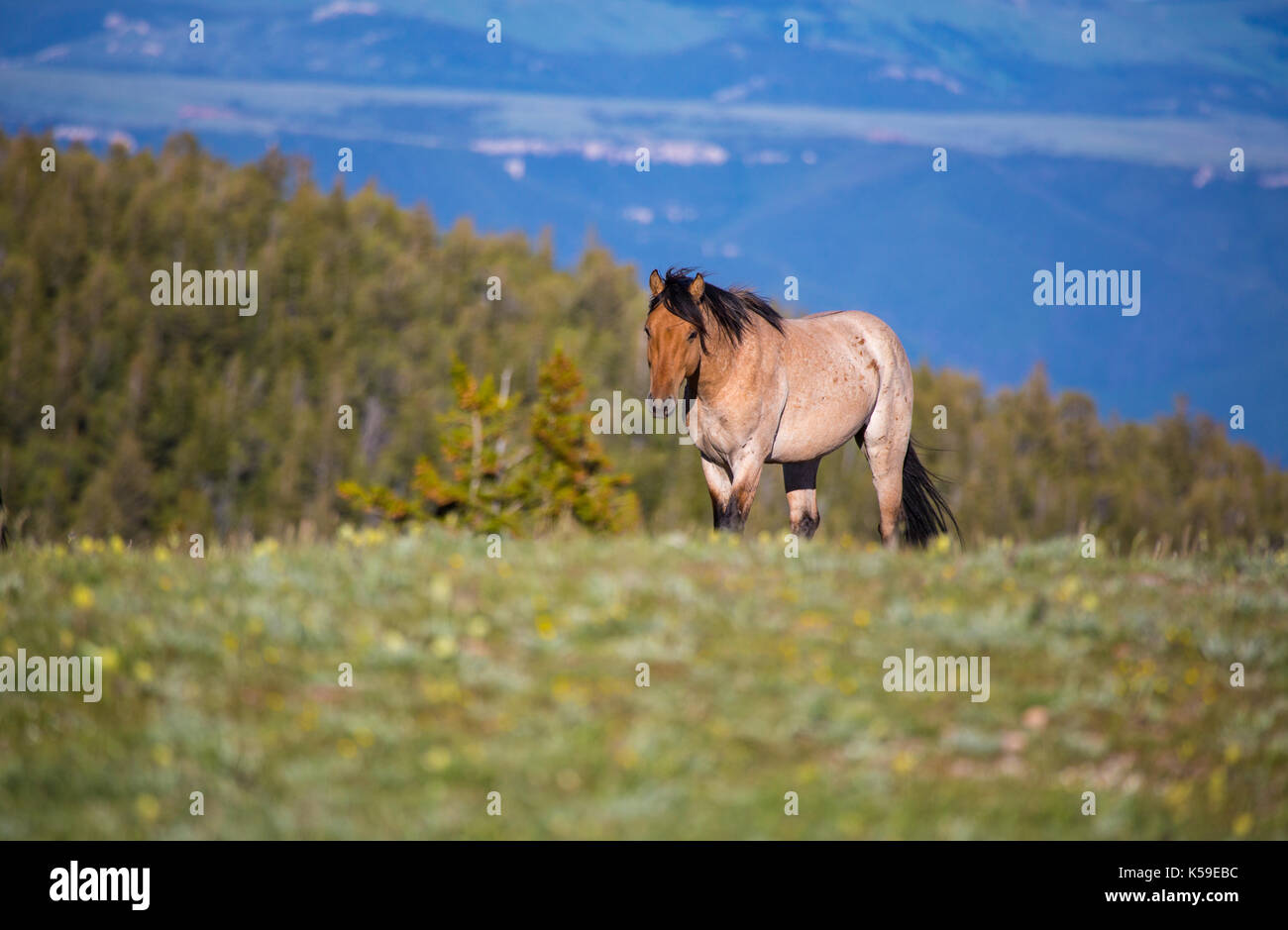 Wild horses range the Pryor Mountains outside Lovell, Wyoming Stock