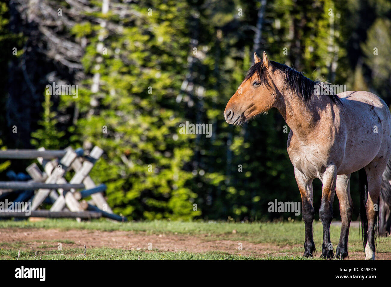 Wild horses range the Pryor Mountains outside Lovell, Wyoming Stock
