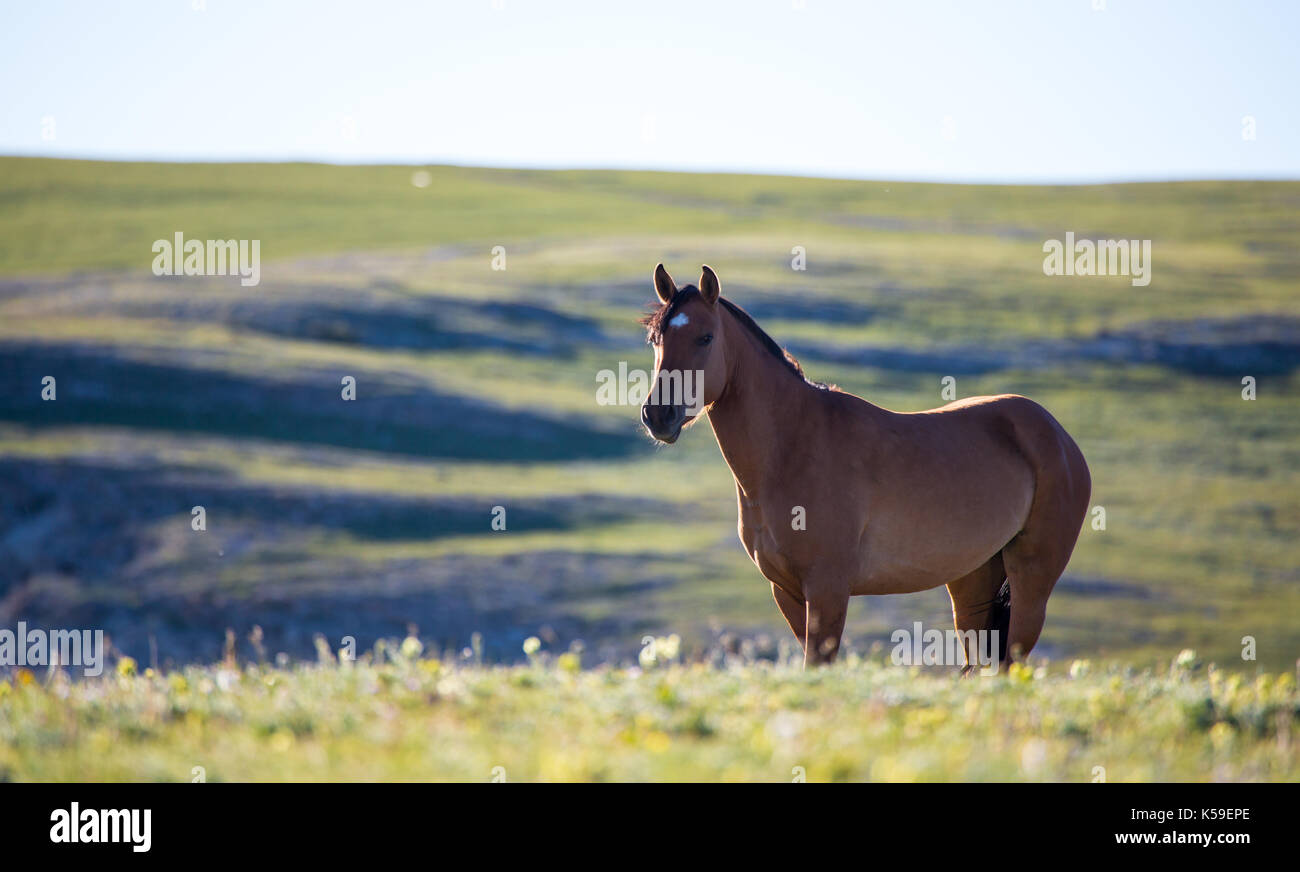 Wild horses range the Pryor Mountains outside Lovell, Wyoming Stock
