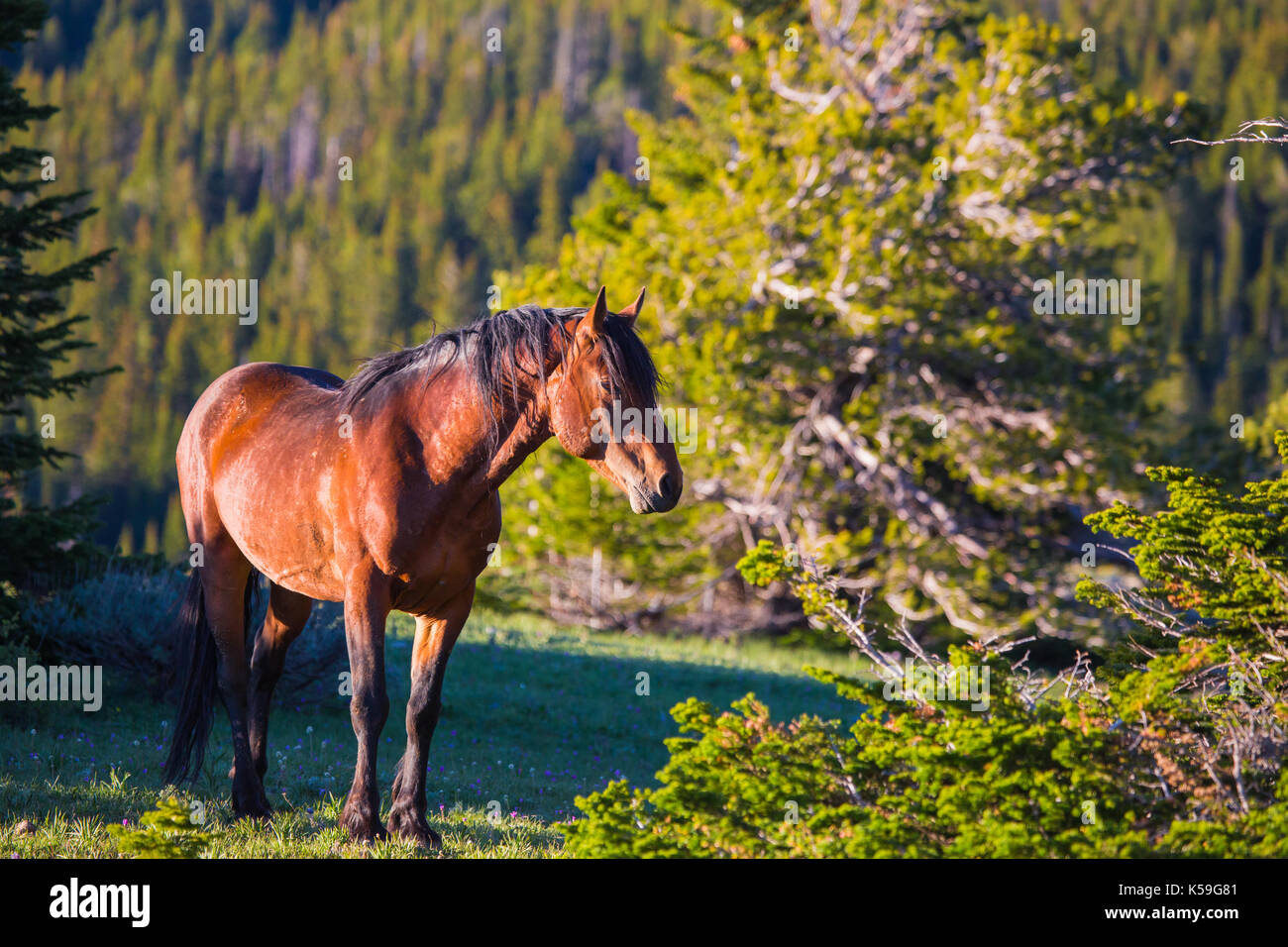 Wild horses range the Pryor Mountains outside Lovell, Wyoming Stock