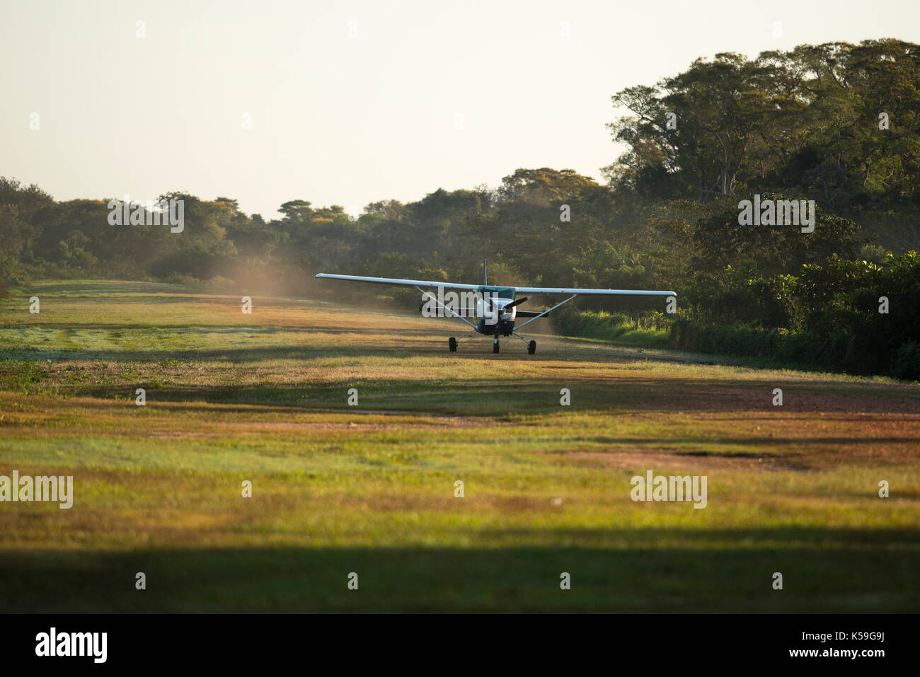 A Cessna 206 lands at the grass airstrip in Porto Jofre, North Pantanal, Brazil Stock Photo