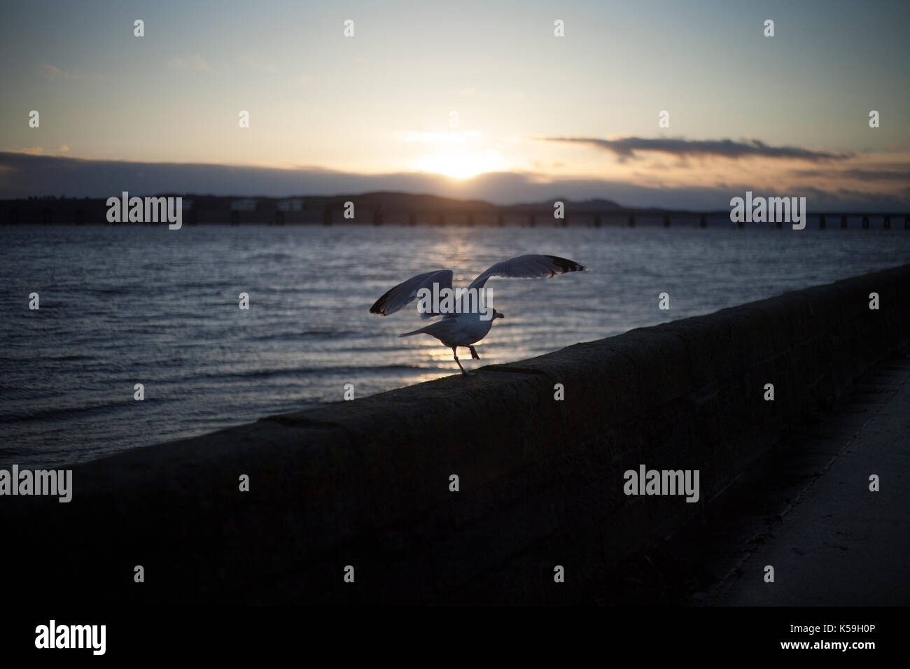 Silhouette, bird flying, sunset, cloudy sky, Broughty Ferry, Dundee, Scotland Stock Photo