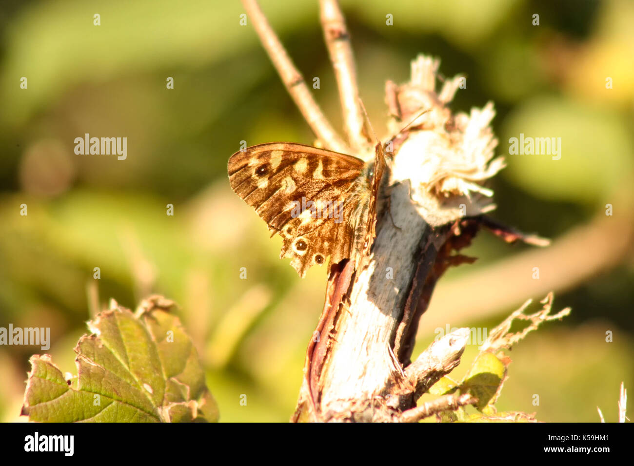 Pararge Xiphia Hi res Stock Photography And Images Alamy