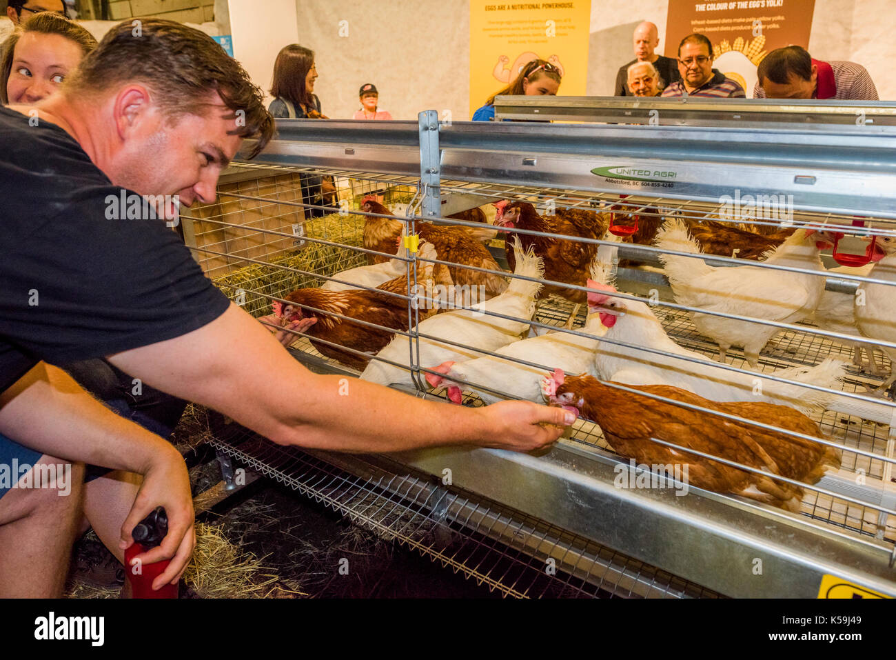 Chicken egg laying cage at PNE Agricultural fair, Vancouver, British Columbia, Canada. Stock Photo