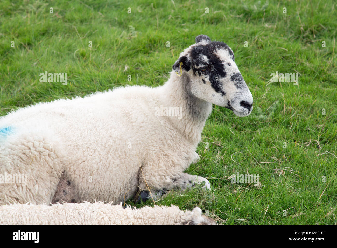 Branded sheep hi-res stock photography and images - Alamy