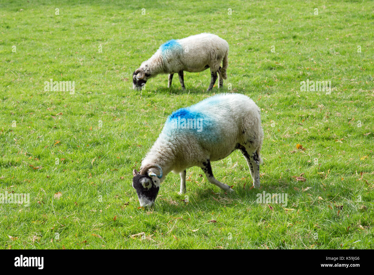 Branded sheep hires stock photography and images Alamy