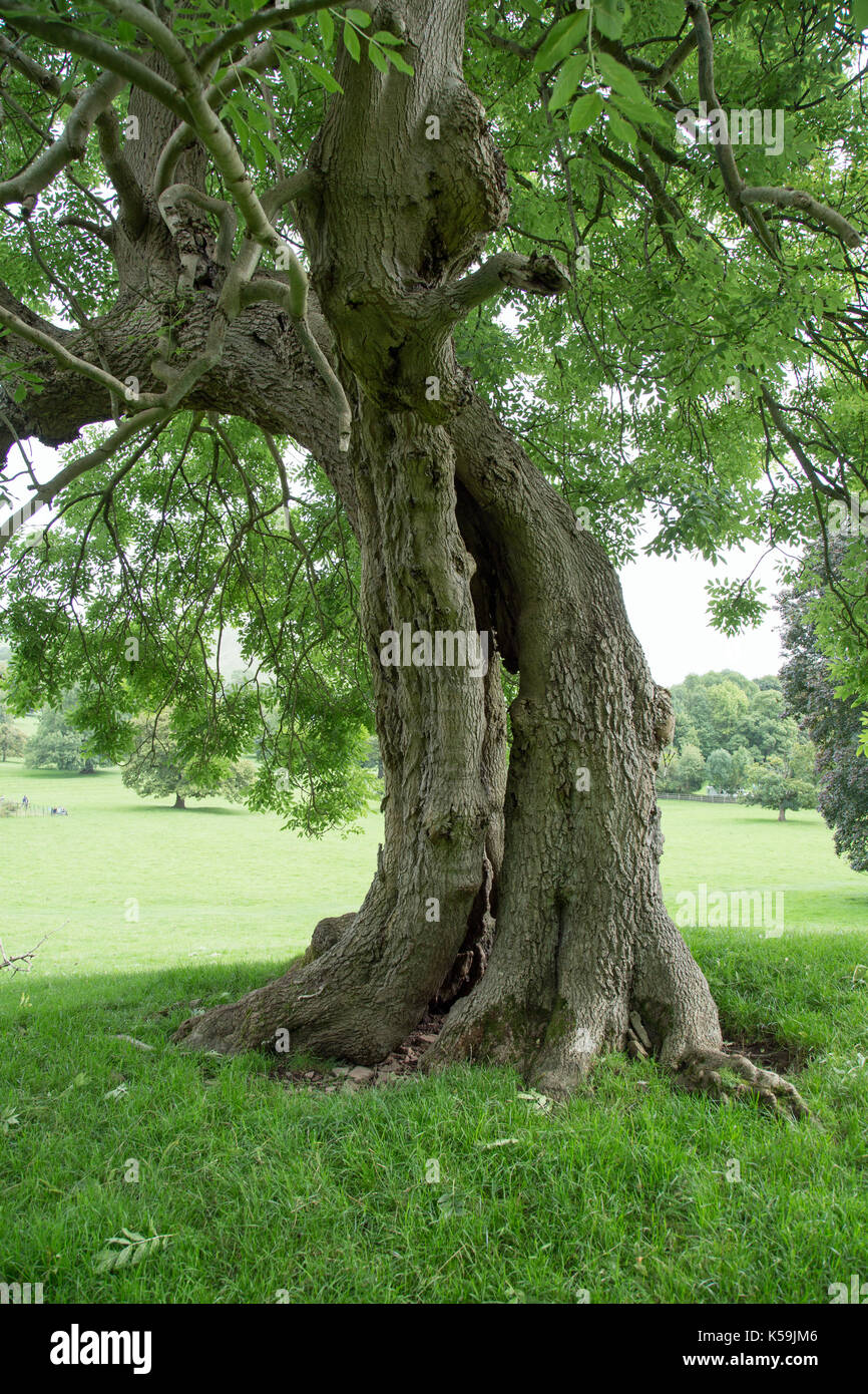 Two trees intertwined Stock Photo - Alamy
