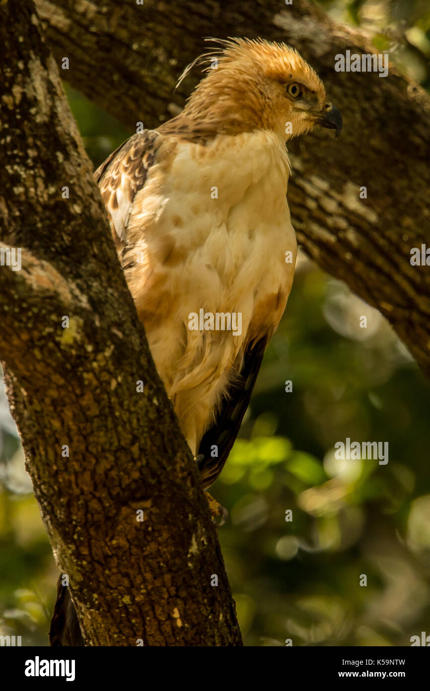 Wild photography hi-res stock photography and images - Alamy