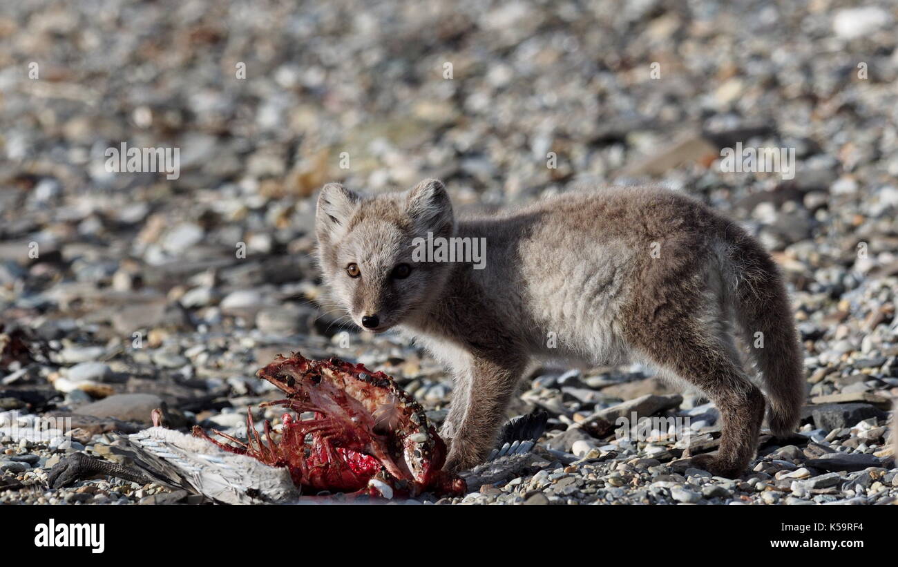 Arctic Fox pup feeding on a dead bird at Bamsebu, Svalbard, Norway Stock Photo