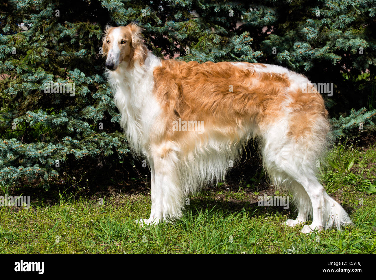 Borzoi Russian brown. The Borzoi Russian dog is on the green grass. Stock Photo