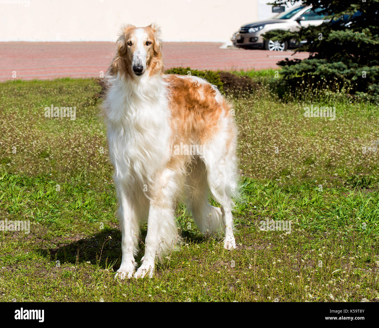 privilegeret Reorganisere dollar Borzoi Russian full face. The Borzoi Russian dog is on the green grass  Stock Photo - Alamy