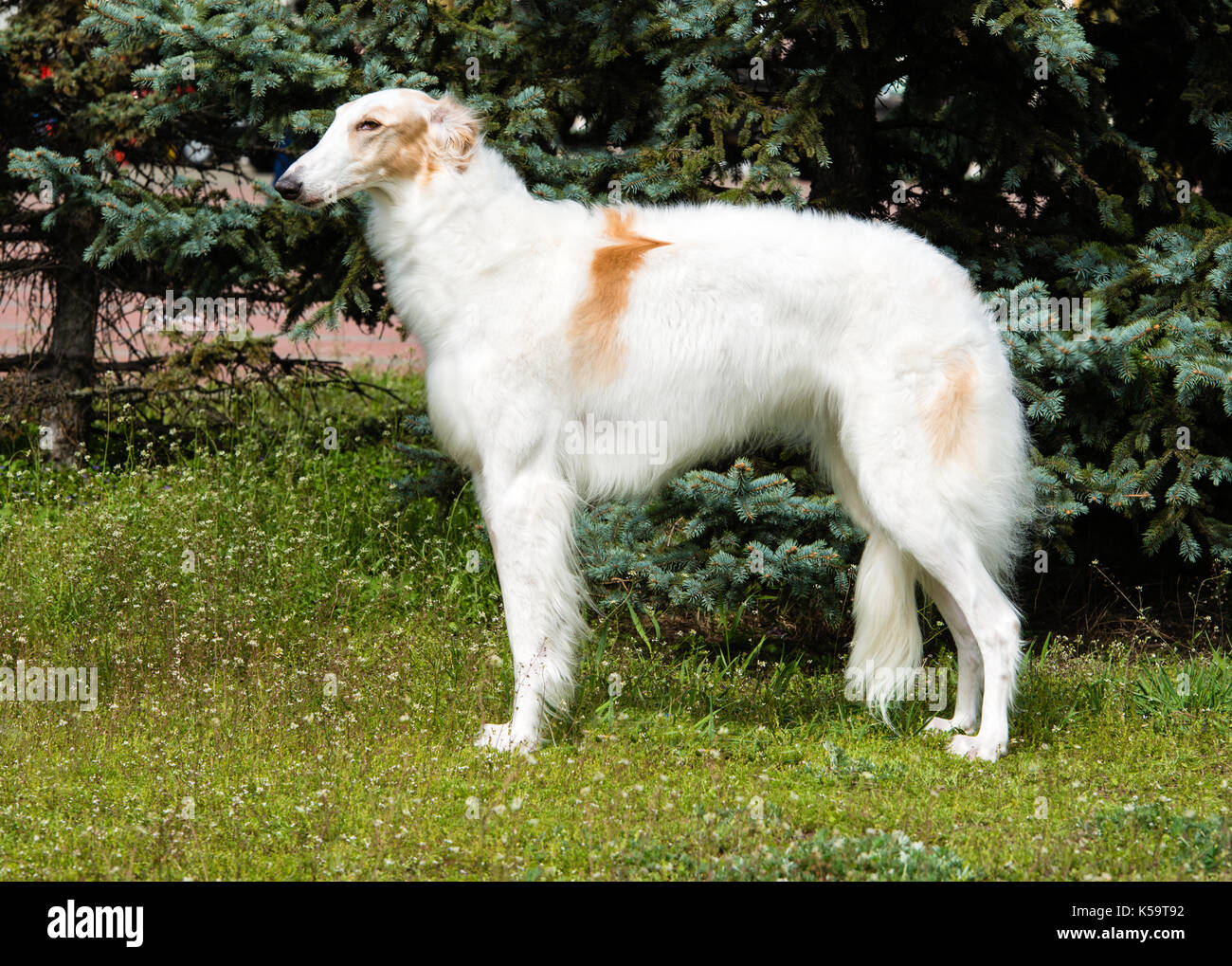 Borzoi Russian profile. The Borzoi Russian dog is on the green grass. Stock Photo