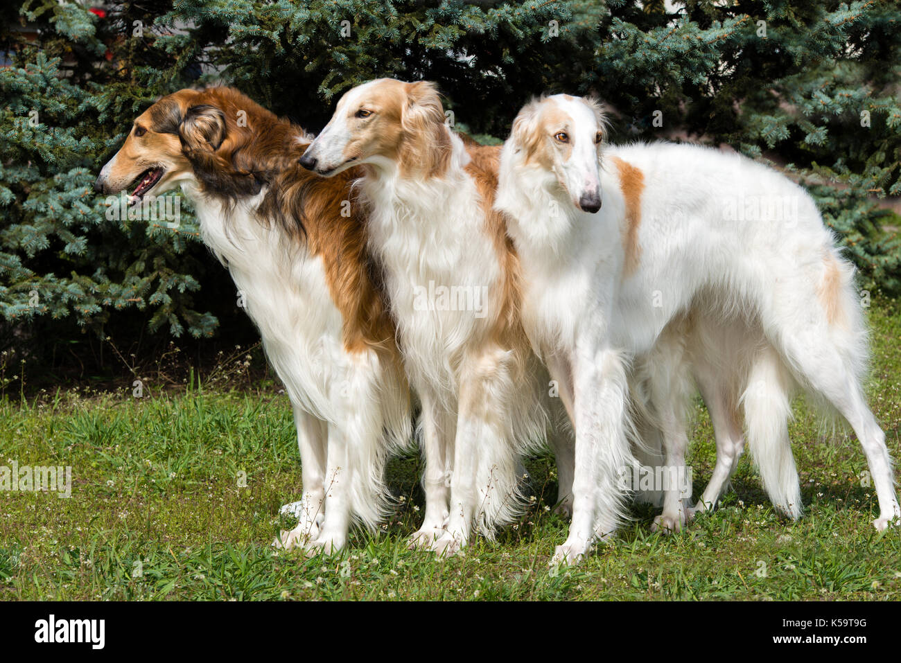 Borzoi Russian triad. The Borzoi Russian dog is on the green grass. Stock Photo