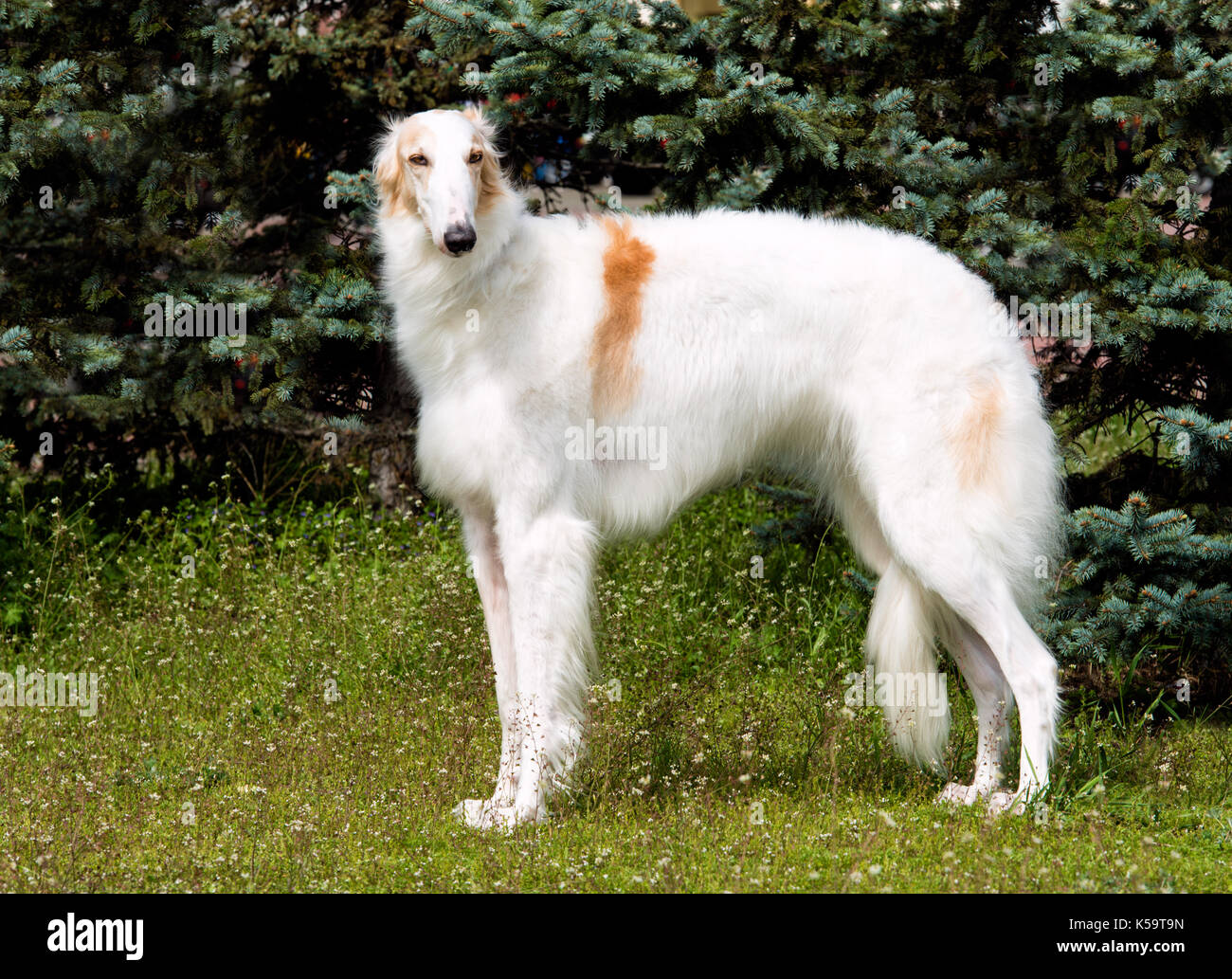 Borzoi Russian white. The Borzoi Russian dog is on the green grass. Stock Photo
