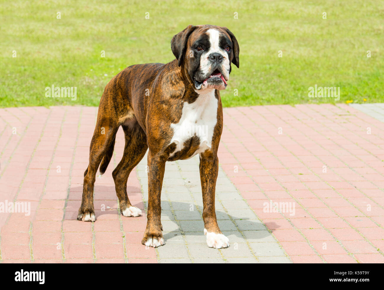 German Boxer tiger colored full face. The German Boxer is in the park. Stock Photo