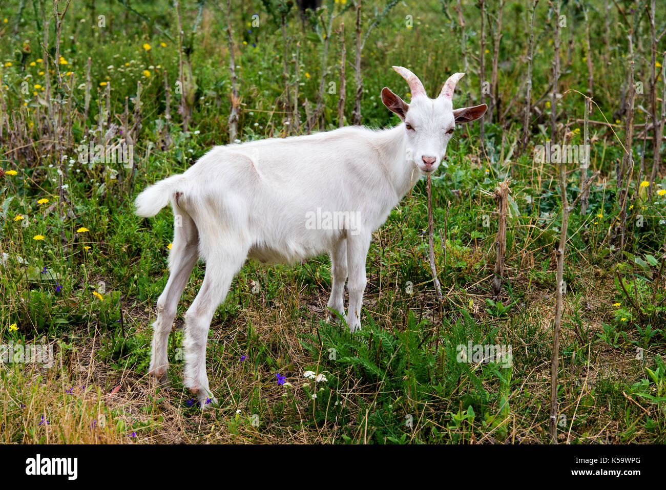 Goat kid in field. Goat kid stands in the field. Stock Photo