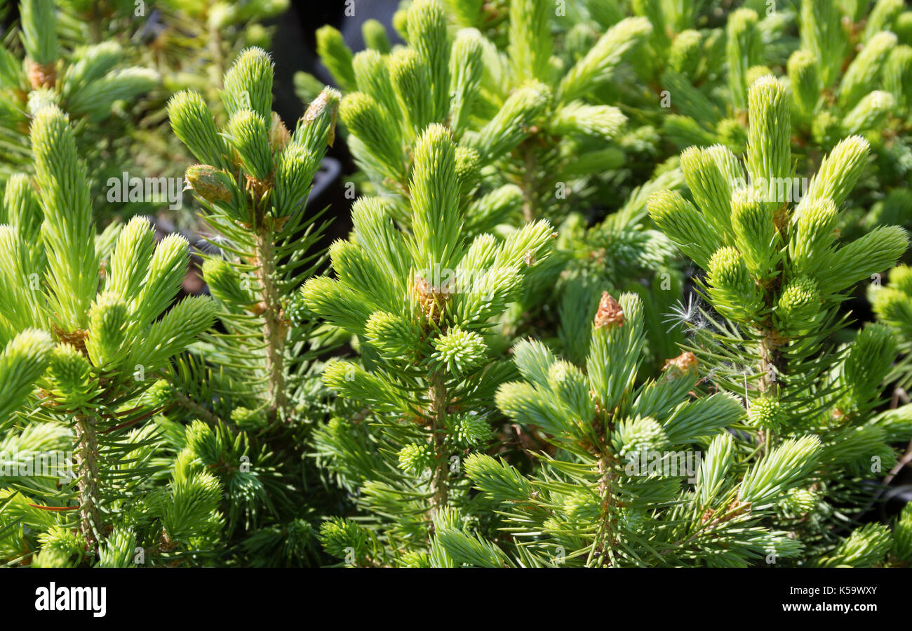 Young pine trees in a pots Stock Photo Alamy