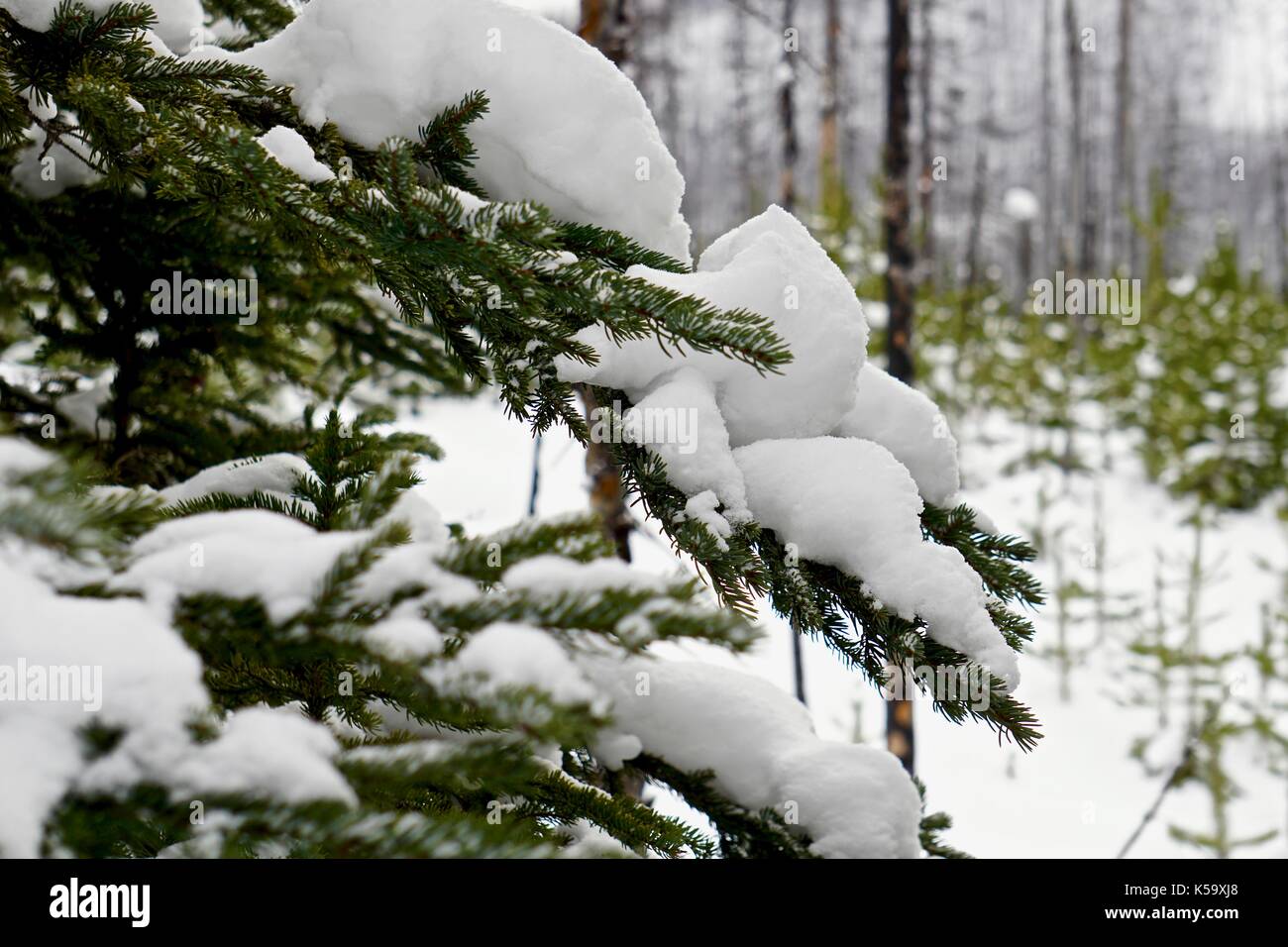 Close up of snow laden branches on evergreen tree in winter Stock Photo