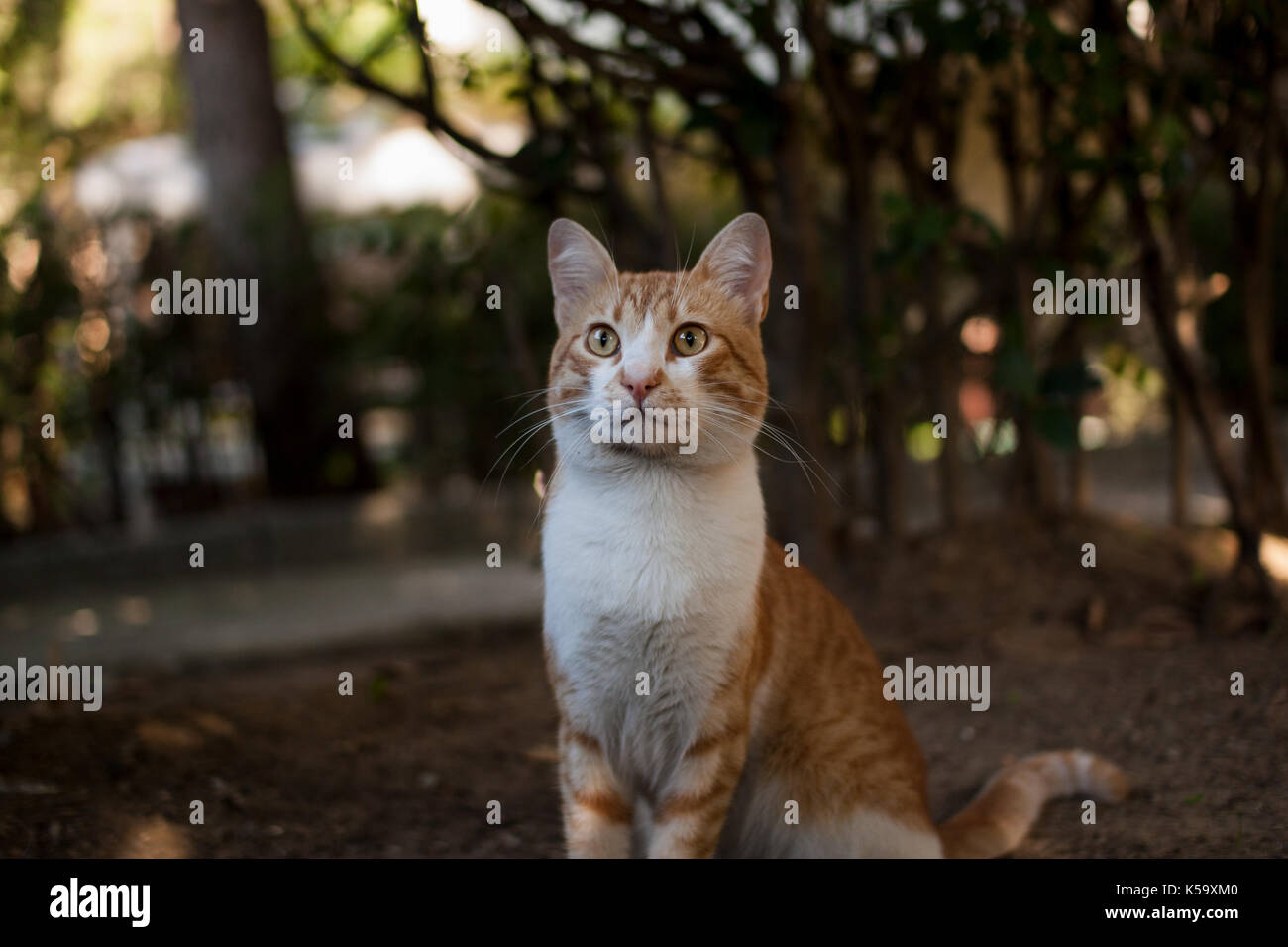 White and tabby cat hi-res stock photography and images - Alamy