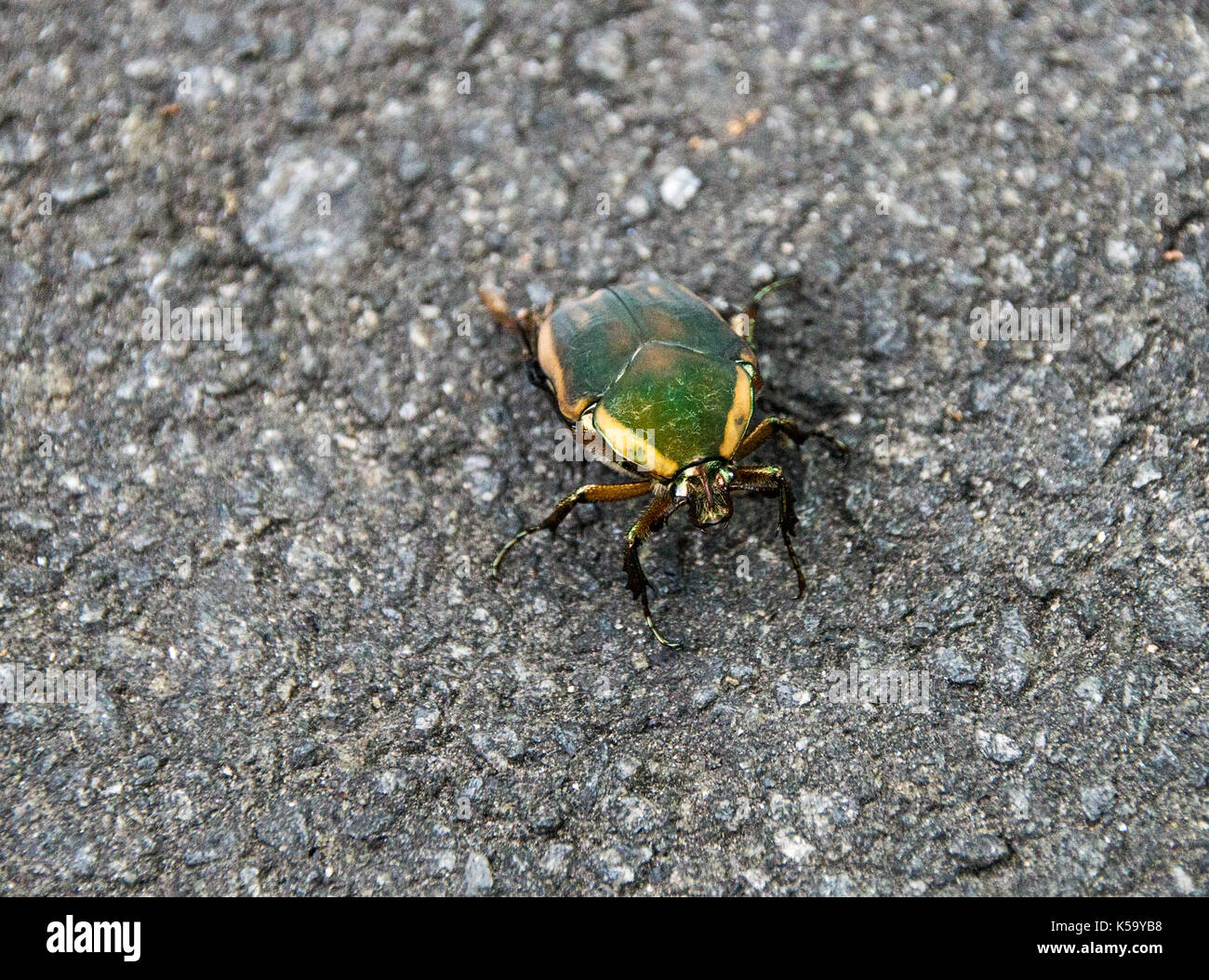 Insect, green and yellow, on the ground Stock Photo