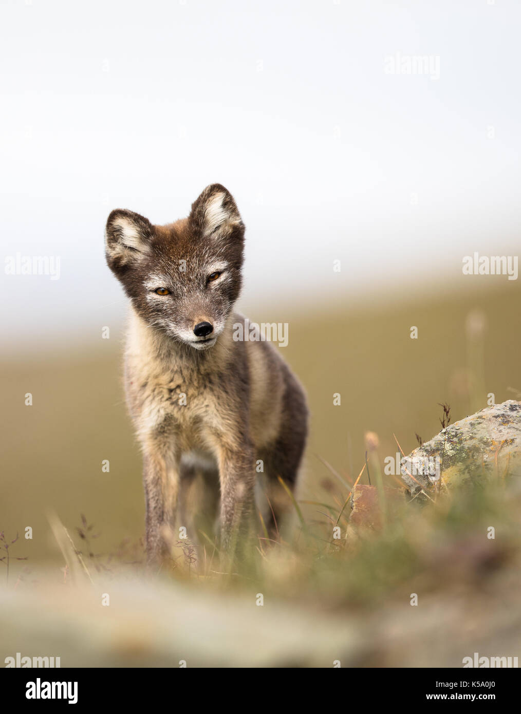 Arctic fox youngster, curious, looking into camera, Longyearbyen, Svalbard  in august 2017 Stock Photo - Alamy
