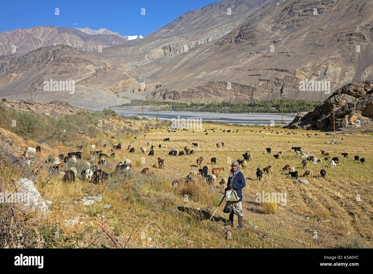 Old Tajik woman herding goats along the Pamir rivier, Gorno-Badakhshan province, Tajikistan Stock Photo