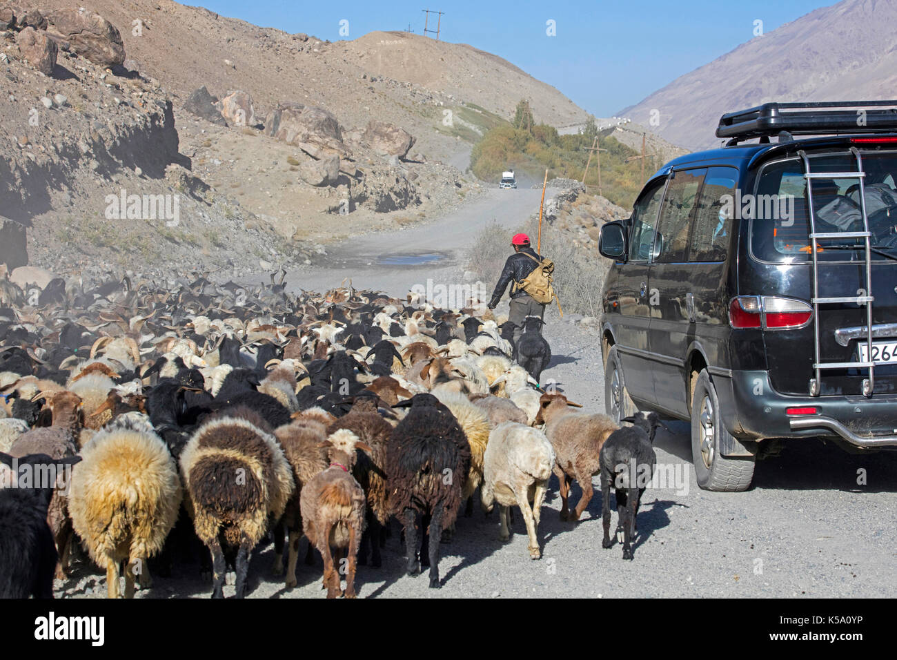 Car passing Tajik shepherd herding flock of sheep along the Pamir Highway / M41 in the Gorno-Badakhshan province, Tajikistan Stock Photo