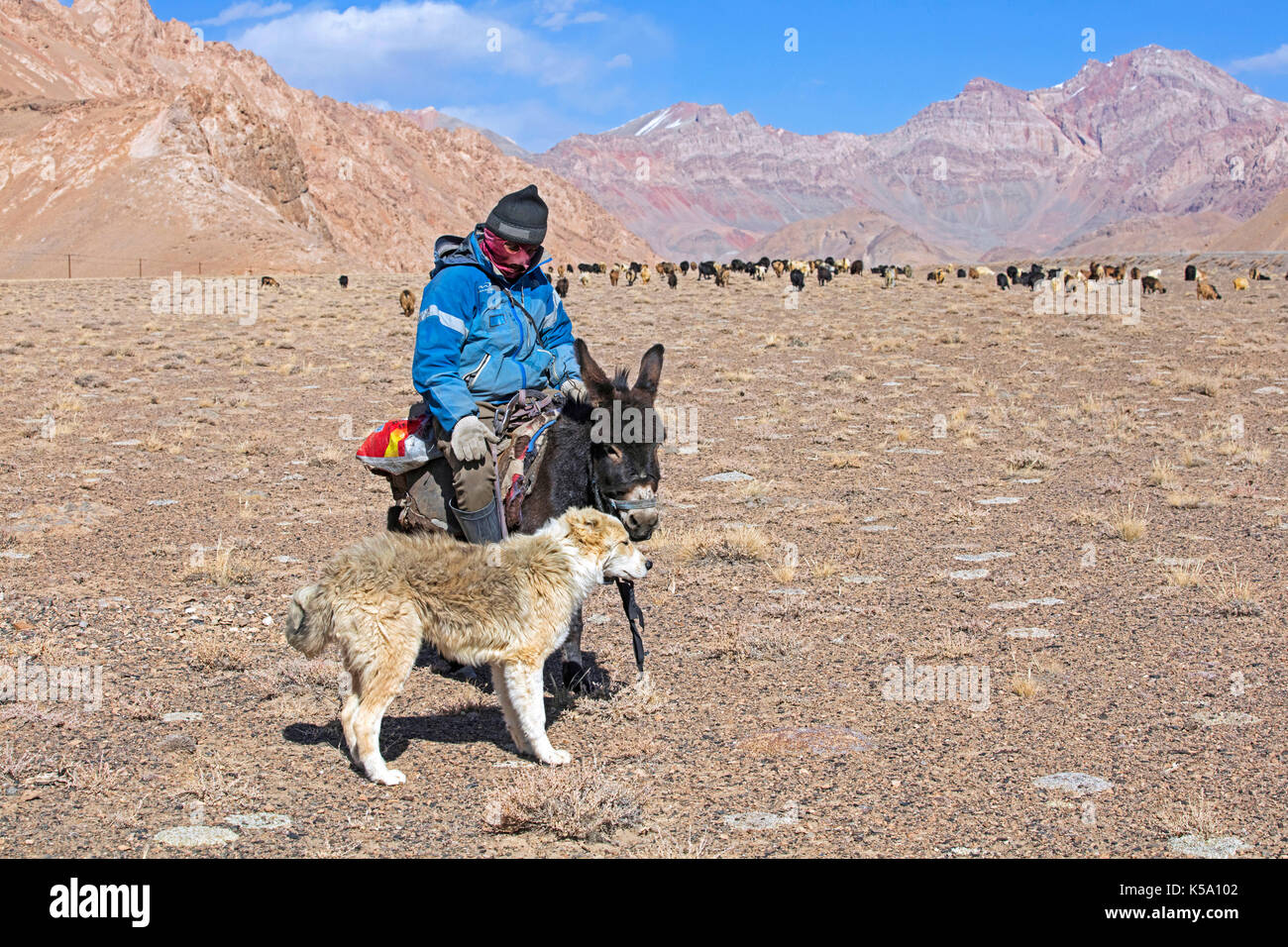 Tajik goatherd riding donkey and Central Asian shepherd dog herding domestic goats in the Pamir Mountains, Gorno-Badakhshan province, Tajikistan Stock Photo