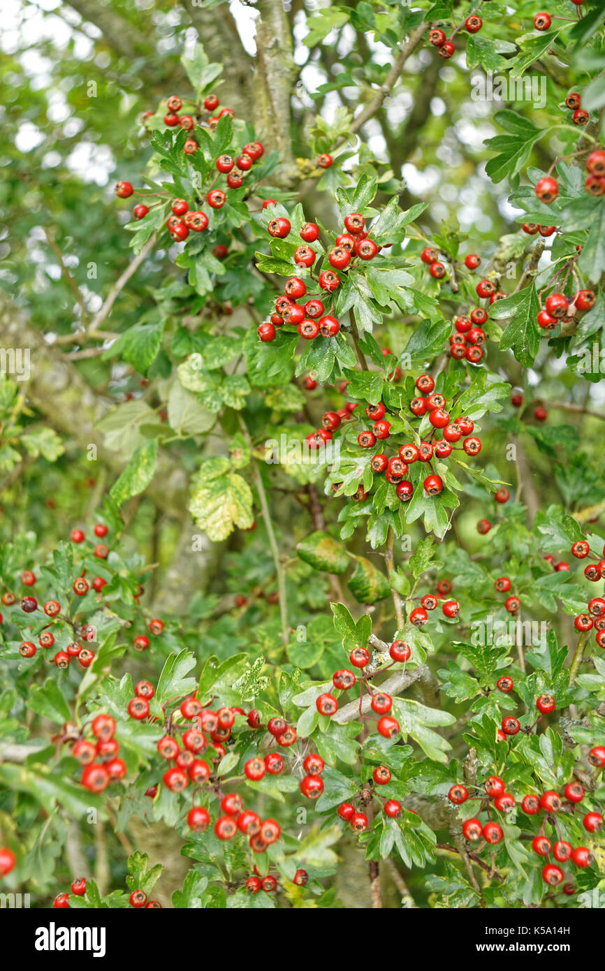 hawthorn (Crataegus monogyna)  berries. Stock Photo