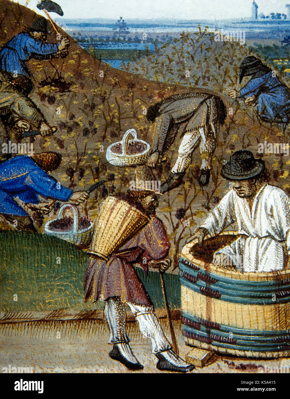 Medieval farmers working in the field. Peasants during the harvest and pressing of the grape. Conde Museum. Chateau of Chantilly, France. Stock Photo