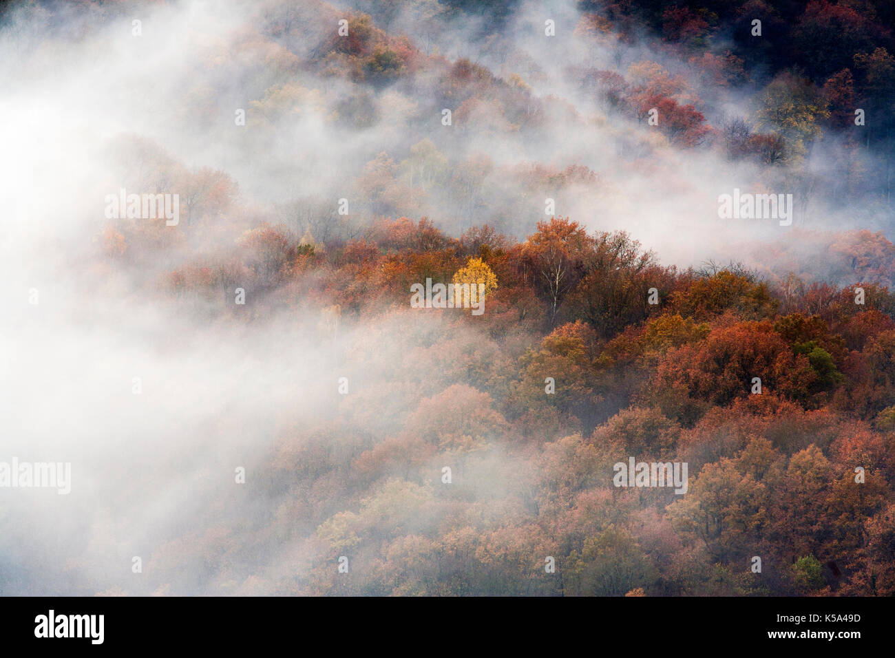 Aerial view of a foggy forest in autumn colors Stock Photo - Alamy