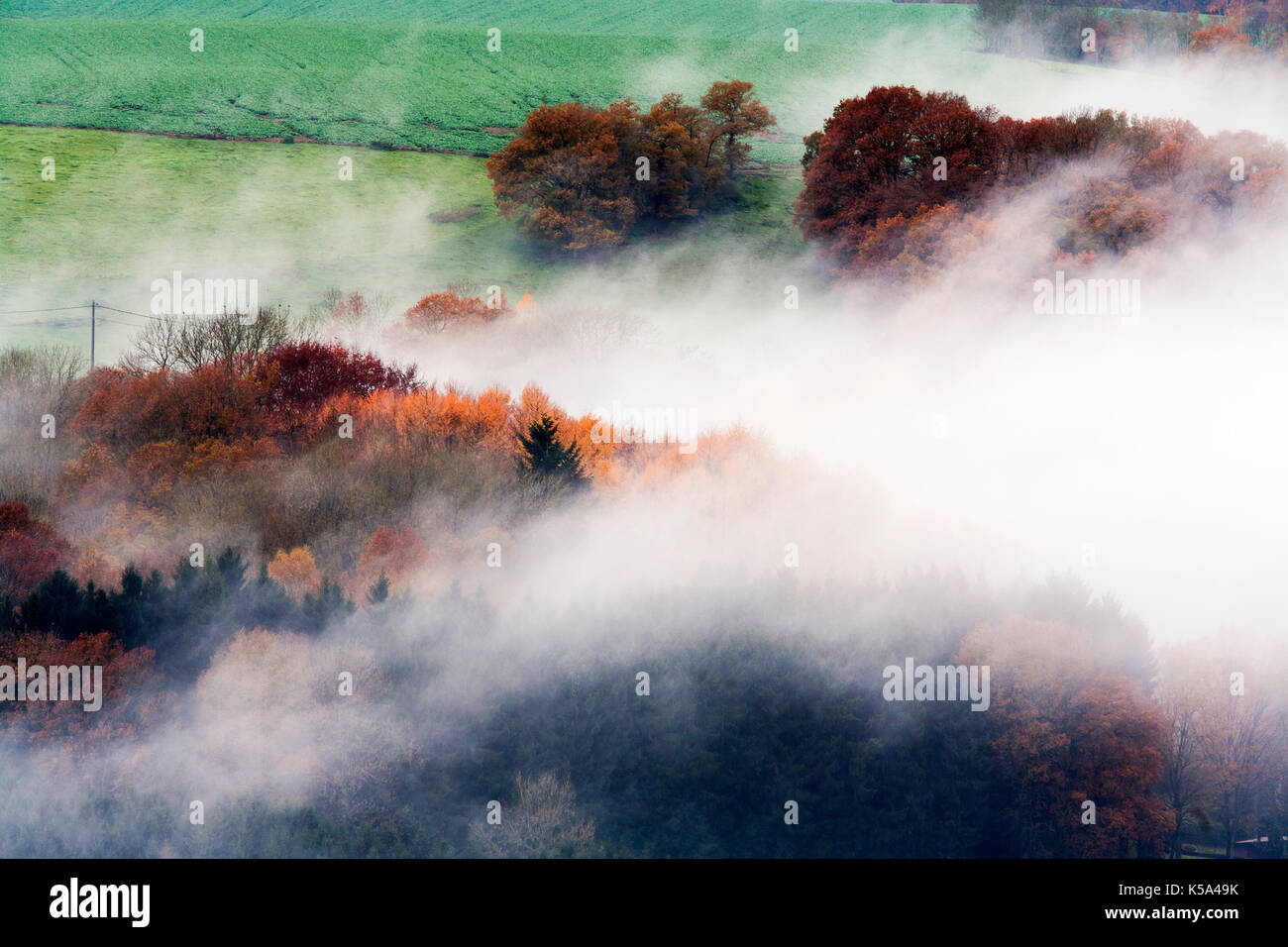 Foggy woods and fields in autumn colors Stock Photo - Alamy