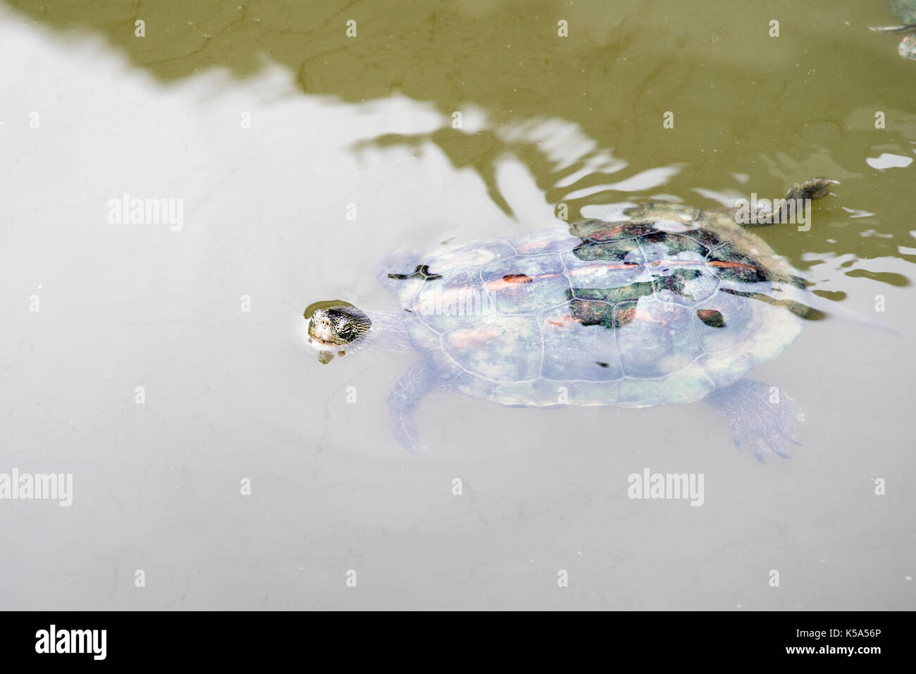 red eared turtle floating in pond water with focus on head Stock Photo