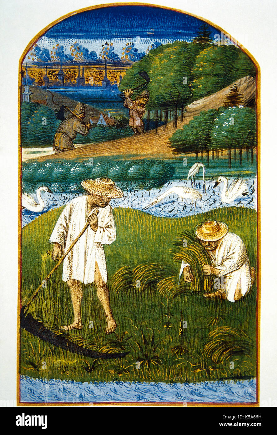 Medieval History, 14th century. Agricultural tasks. Representation of the harvest hay. Miniature. Conde Museum, Chateau of Chantill, France. Stock Photo