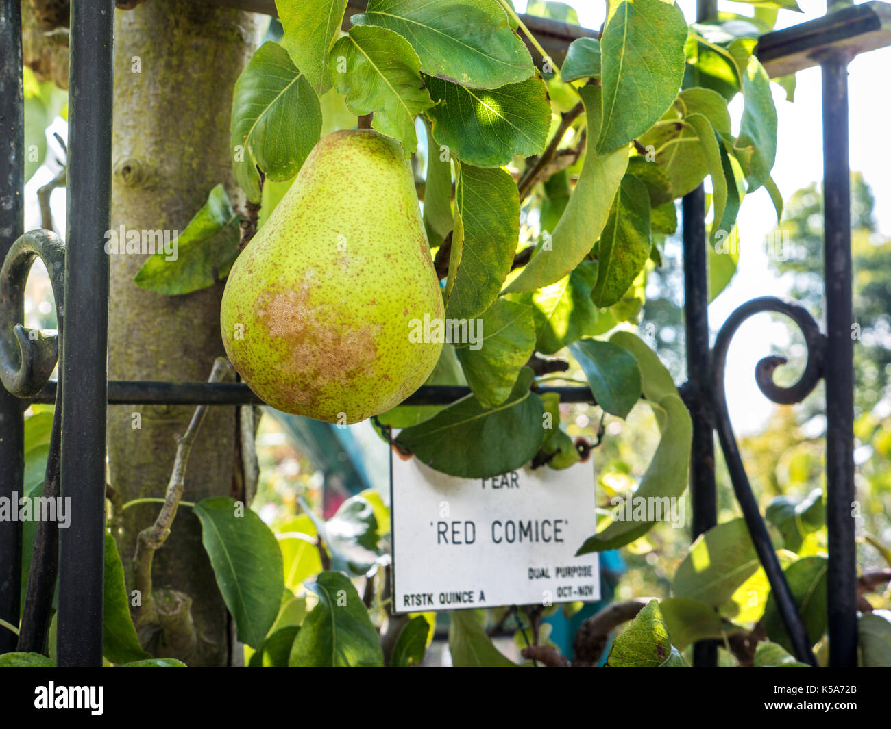 Red Comice (Doyenné du Comice) pears supported on attractive metal frame ripening for harvest Stock Photo