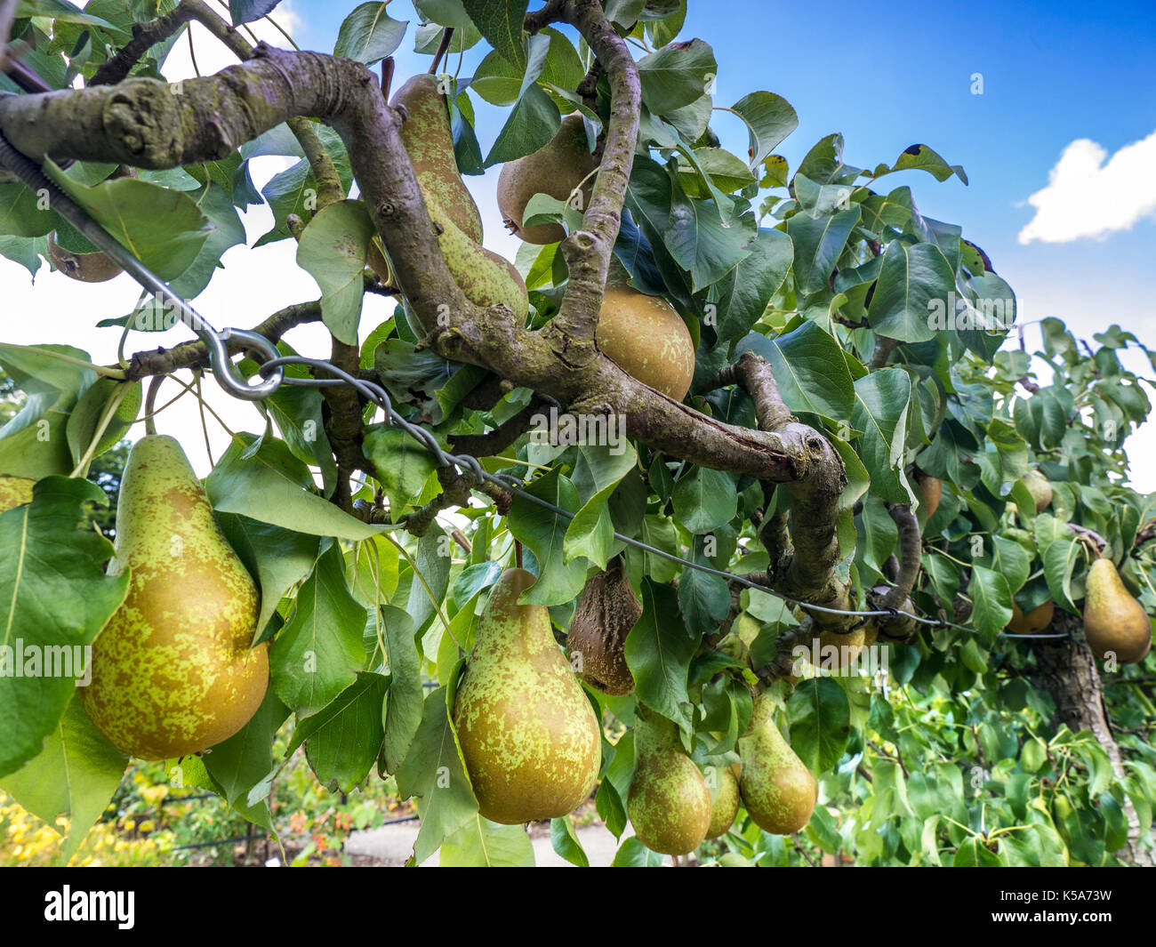 ESPALIER Conference Pear Tree ESPALIERED  (Pyrus communis dessert pears) espalier trained in a kitchen garden Stock Photo