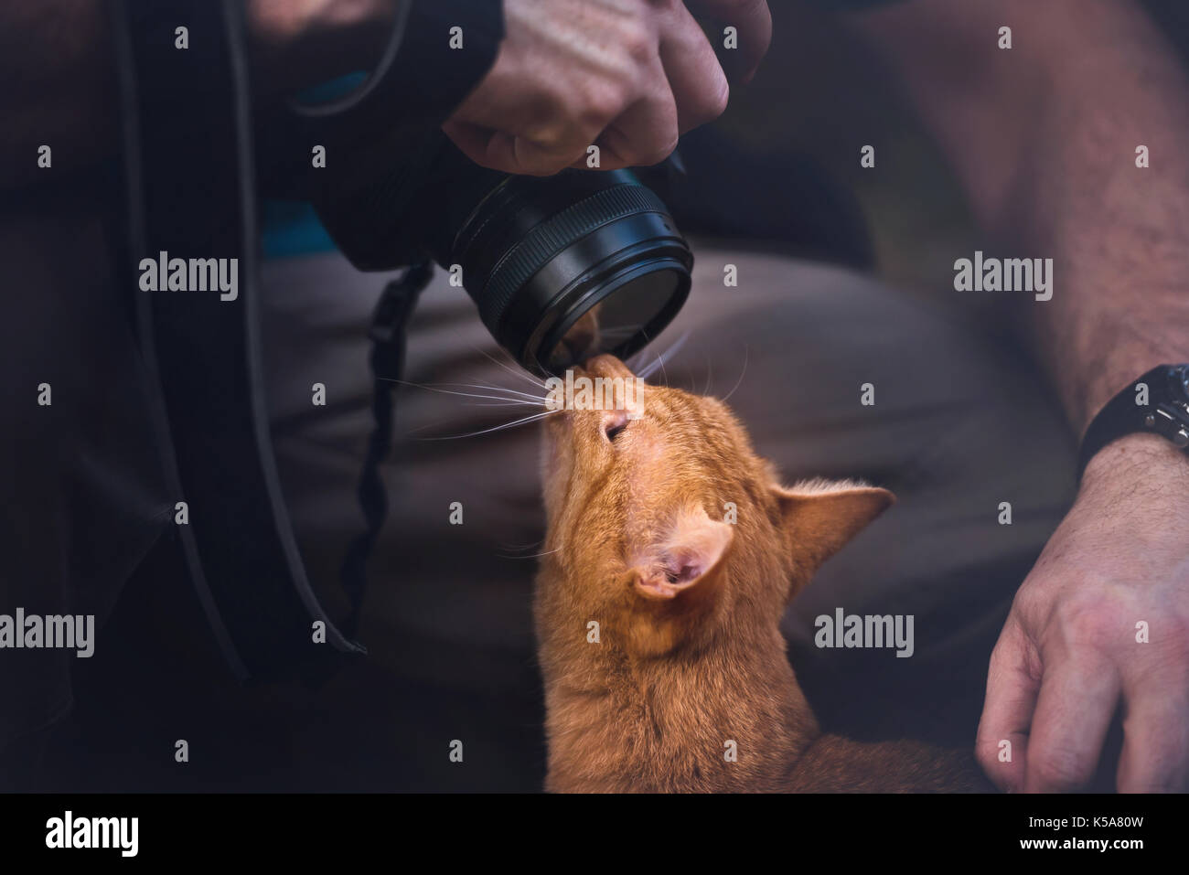 Cat sniffing camera lens. Stock Photo