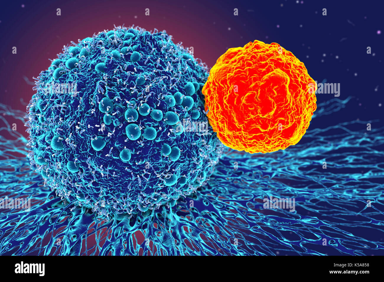 Cancer cell and T cell, illustration Stock Photo - Alamy