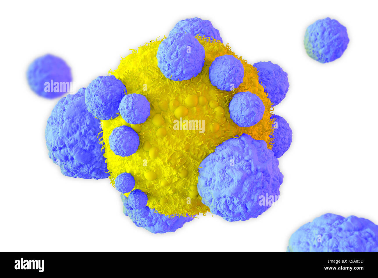 Cancer cell and T cell, illustration Stock Photo - Alamy