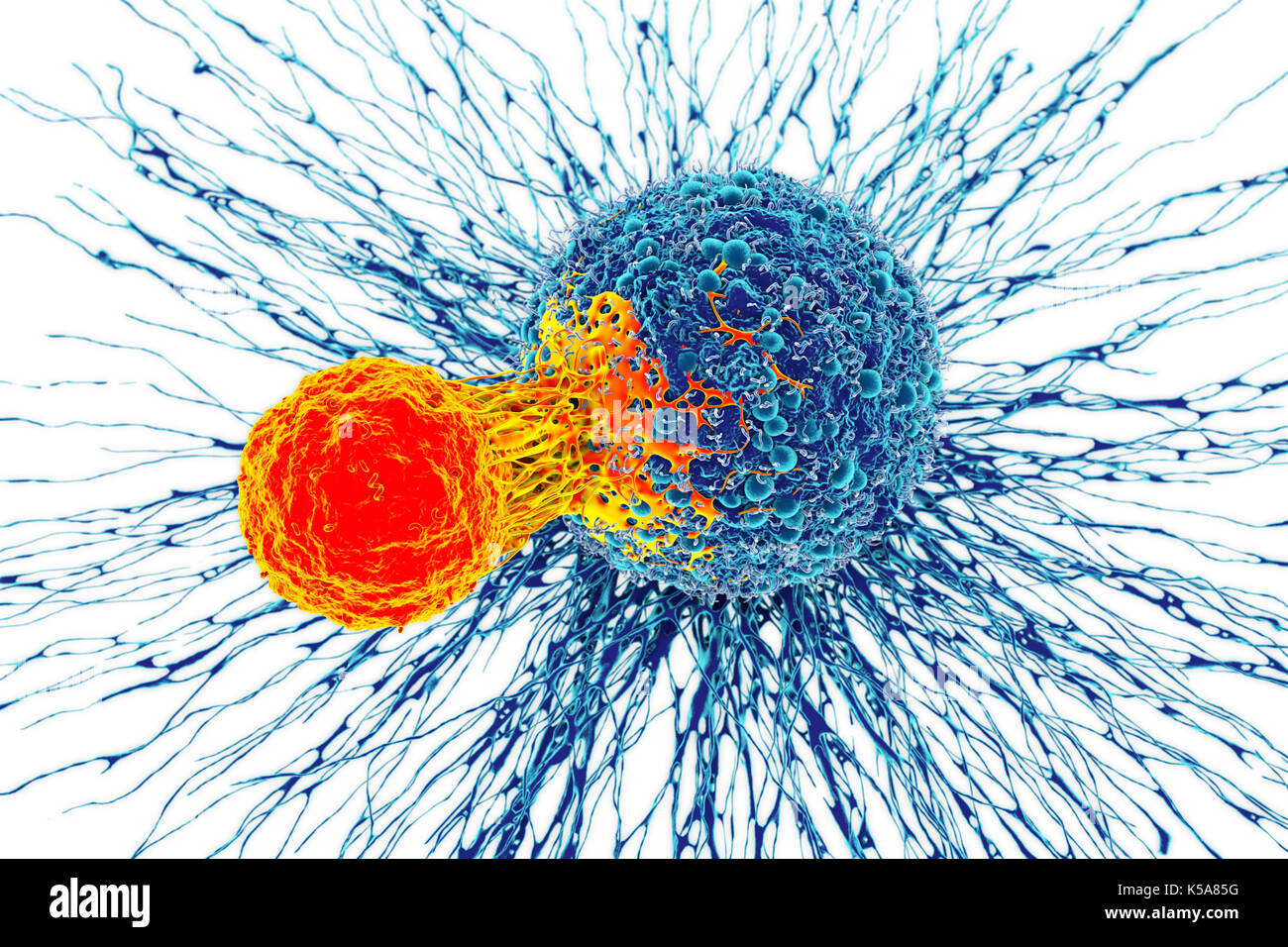 Cancer cell and T cell, illustration Stock Photo - Alamy
