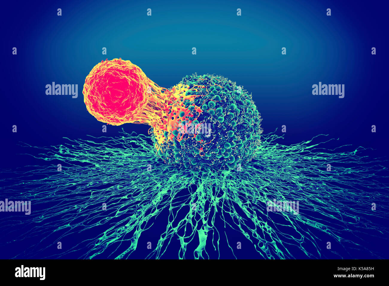 Cancer cell and T cell, illustration Stock Photo - Alamy