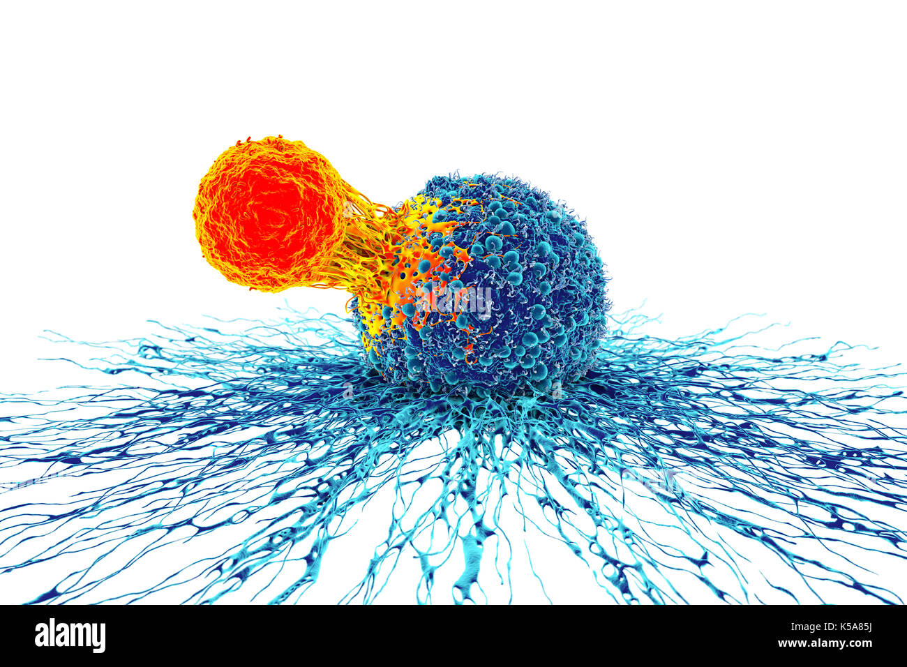 Cancer cell and T cell, illustration Stock Photo - Alamy
