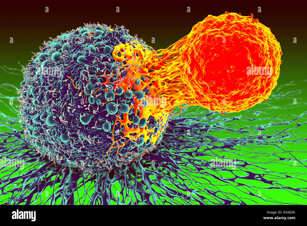 Cancer cell and T cell, illustration Stock Photo - Alamy