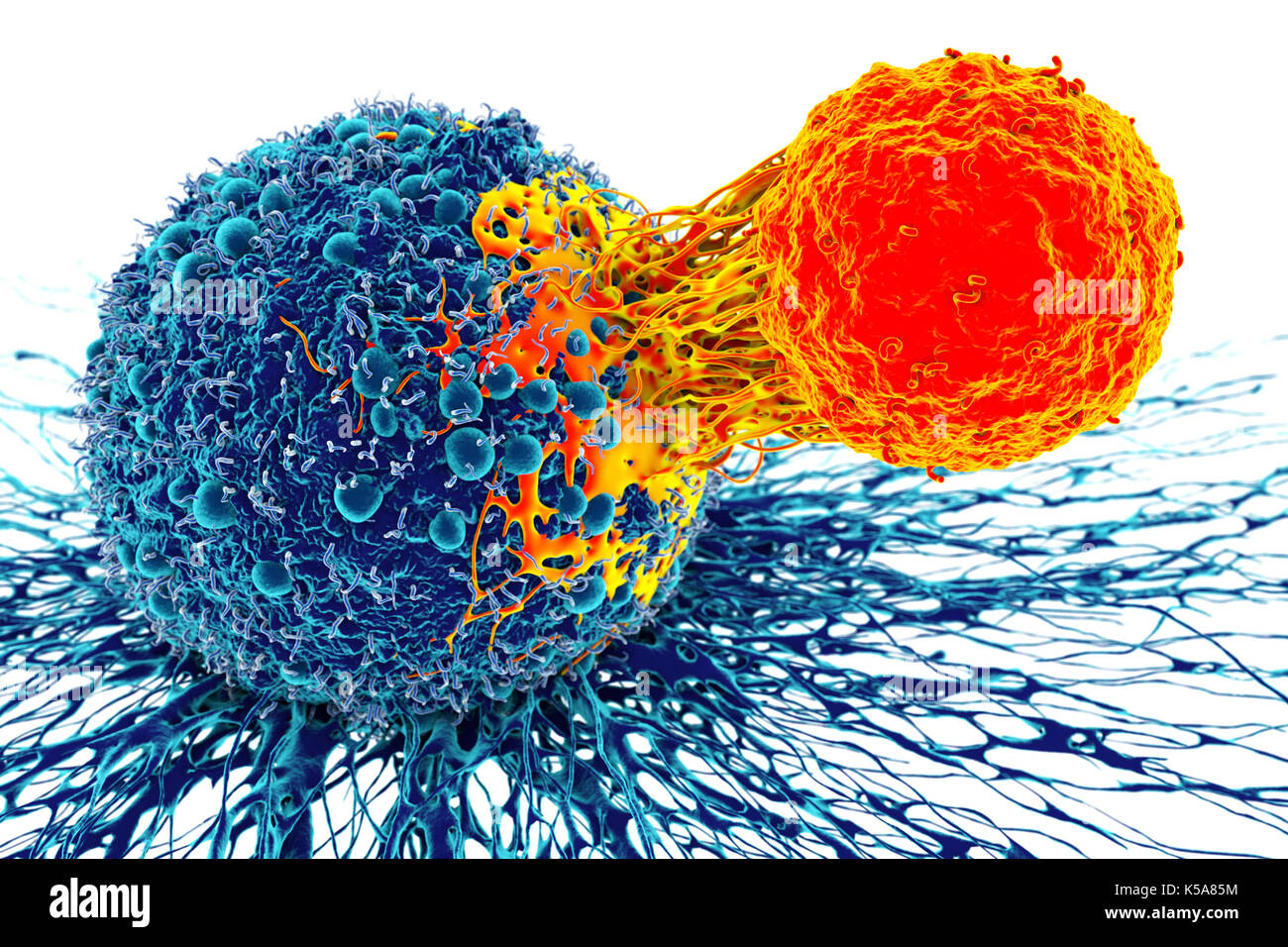 Cancer cell and T cell, illustration Stock Photo - Alamy