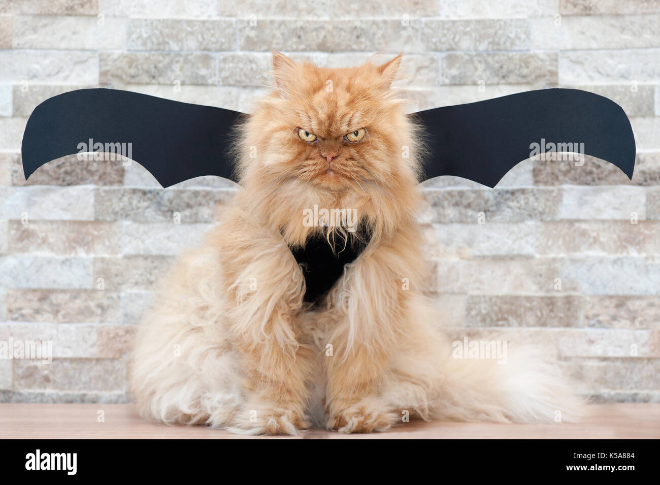 Persian cat costume 2025