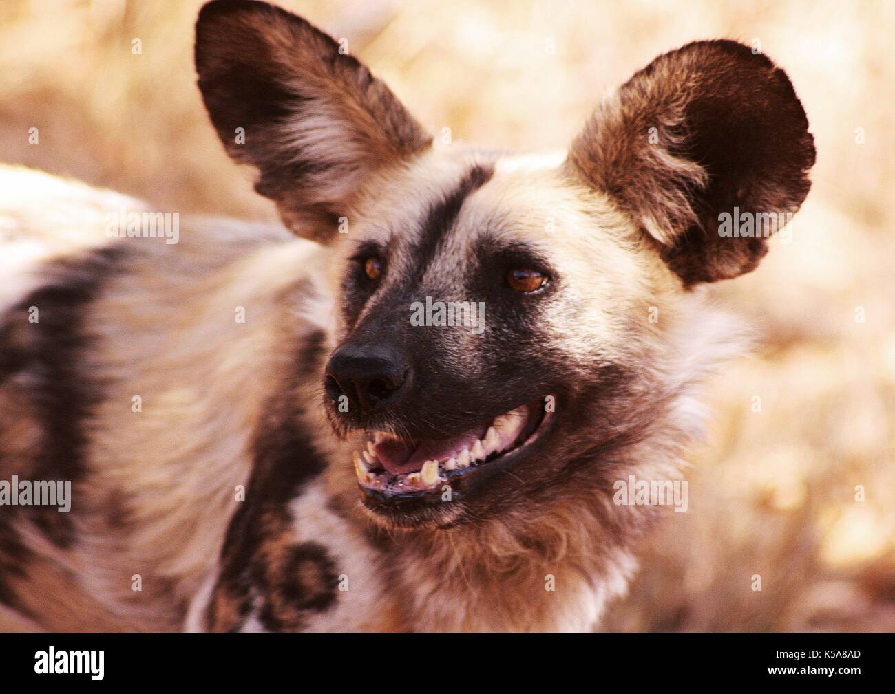 Wild African Hunting Dog in Limpopo Province, South Africa Stock Photo
