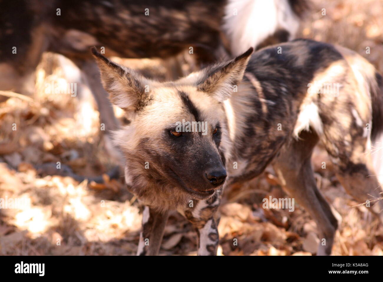 African Wild Dog in the bush in Limpopo Province, South Africa Stock Photo