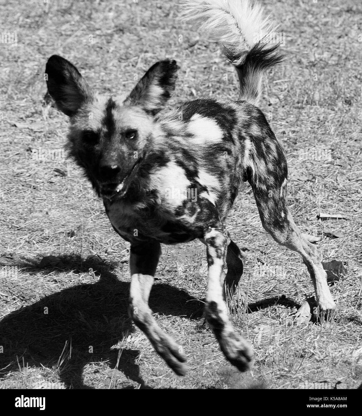 Black and white African Hunting Dog jumping in Limpopo Province, South Africa Stock Photo