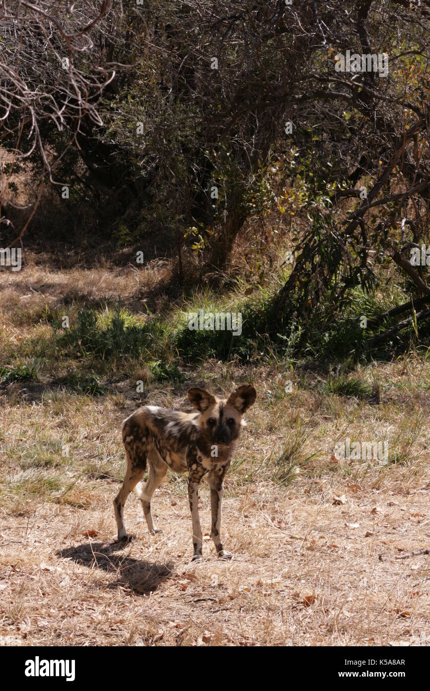 African Wild Dog standing in the bush in Limpopo Province, South Africa Stock Photo